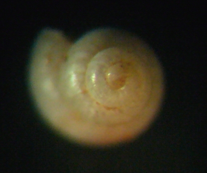 Liostomia mamoi